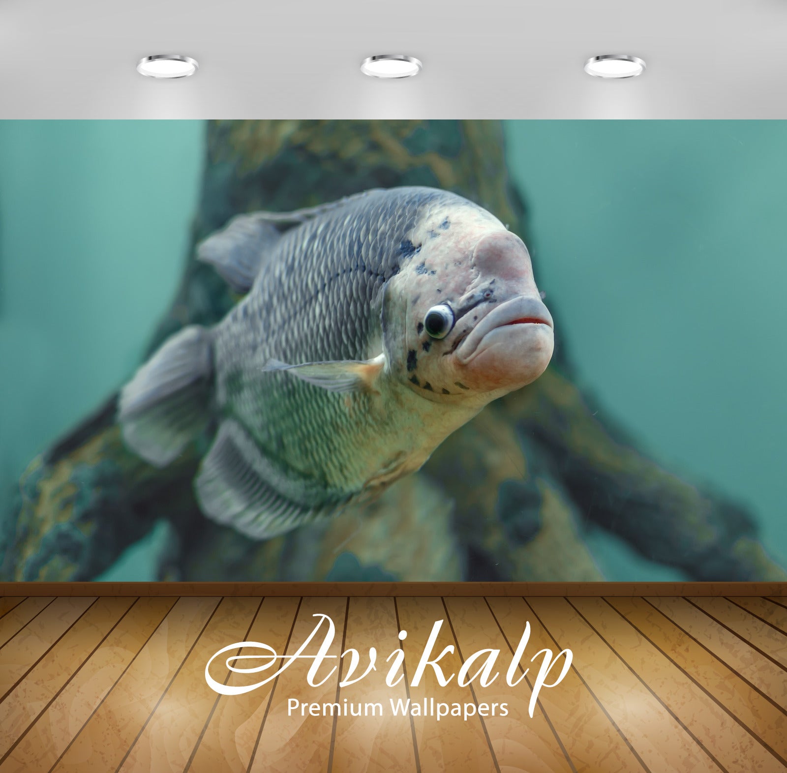 Avikalp Exclusive Fish AWI1123 HD Wallpapers for Living room, Hall, Kids Room, Kitchen, TV Backgroun