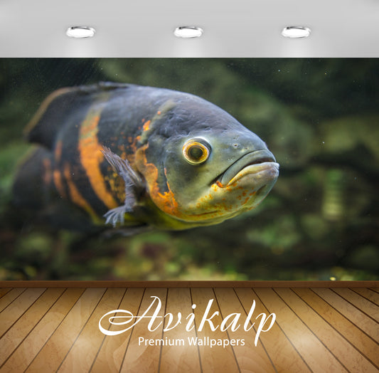 Avikalp Exclusive Fish AWI1127 HD Wallpapers for Living room, Hall, Kids Room, Kitchen, TV Backgroun