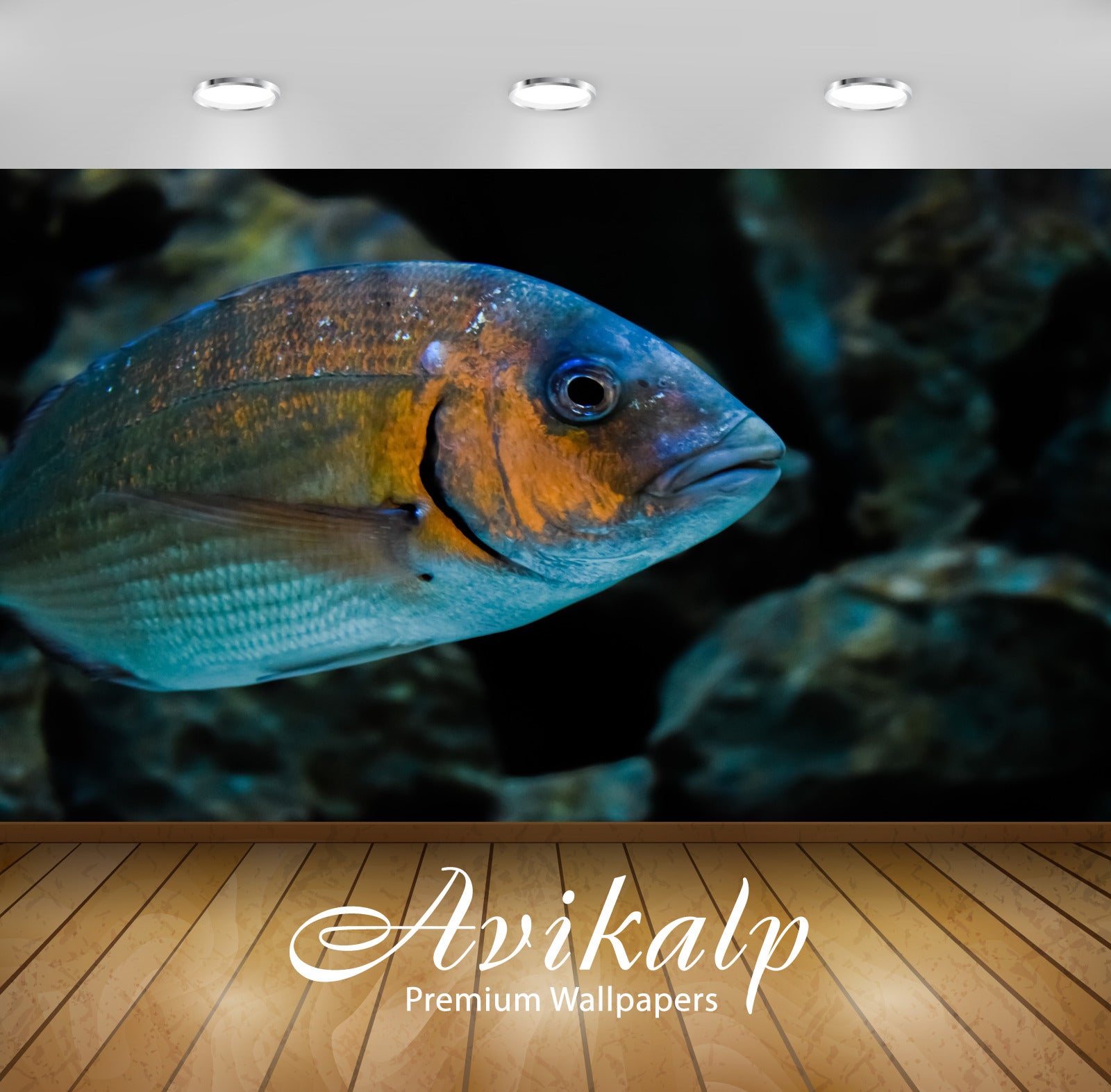 Avikalp Exclusive Gilt Head Bream AWI1133 HD Wallpapers for Living room, Hall, Kids Room, Kitchen, T