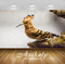 Avikalp Exclusive Premium hoopoe HD Wallpapers for Living room, Hall, Kids Room, Kitchen, TV Backgro