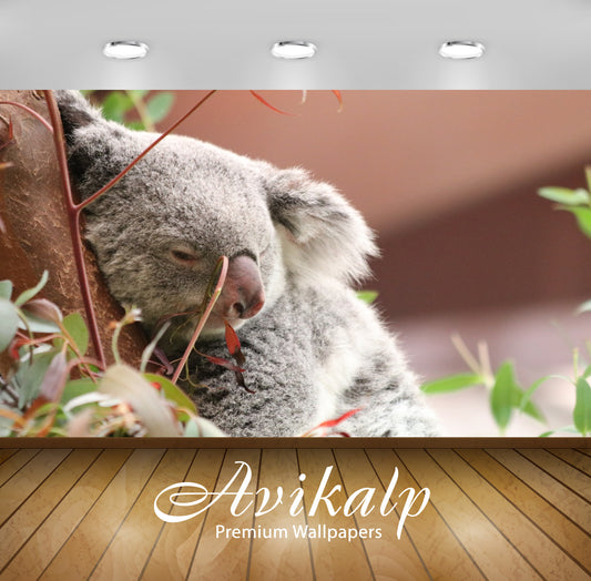 Avikalp Exclusive Premium koala HD Wallpapers for Living room, Hall, Kids Room, Kitchen, TV Backgrou