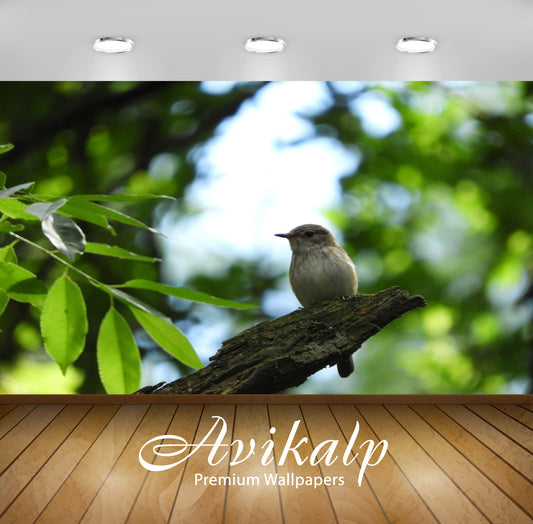 Avikalp Exclusive Premium bird HD Wallpapers for Living room, Hall, Kids Room, Kitchen, TV Backgroun