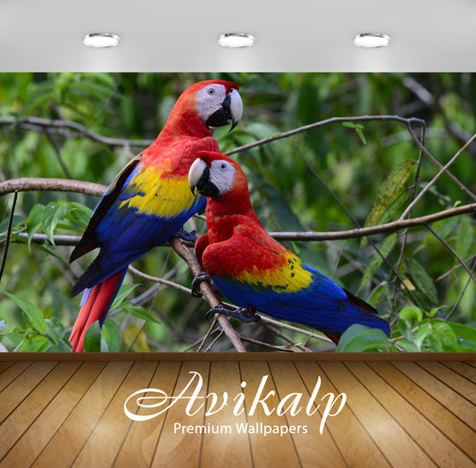 Avikalp Exclusive Awi2113 Pair Of Beautiful Colorful Parrots Scarlet Macawss  Full HD Wallpapers for