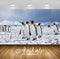 Avikalp Exclusive Awi2379 Antarctica Empire Of King Penguins Aptenodytes Patagonicus Full HD Wallpap