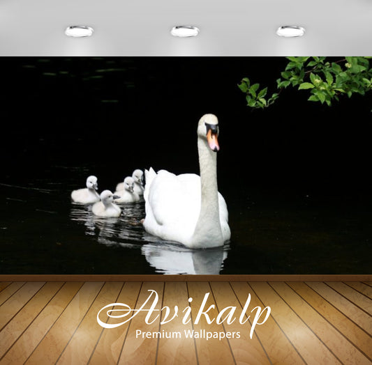 Avikalp Exclusive Awi2443 Birds Swan Mother With Cubs Walk On The Lake Full HD Wallpapers for Living