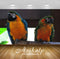 Avikalp Exclusive Premium parrot HD Wallpapers for Living room, Hall, Kids Room, Kitchen, TV Backgro