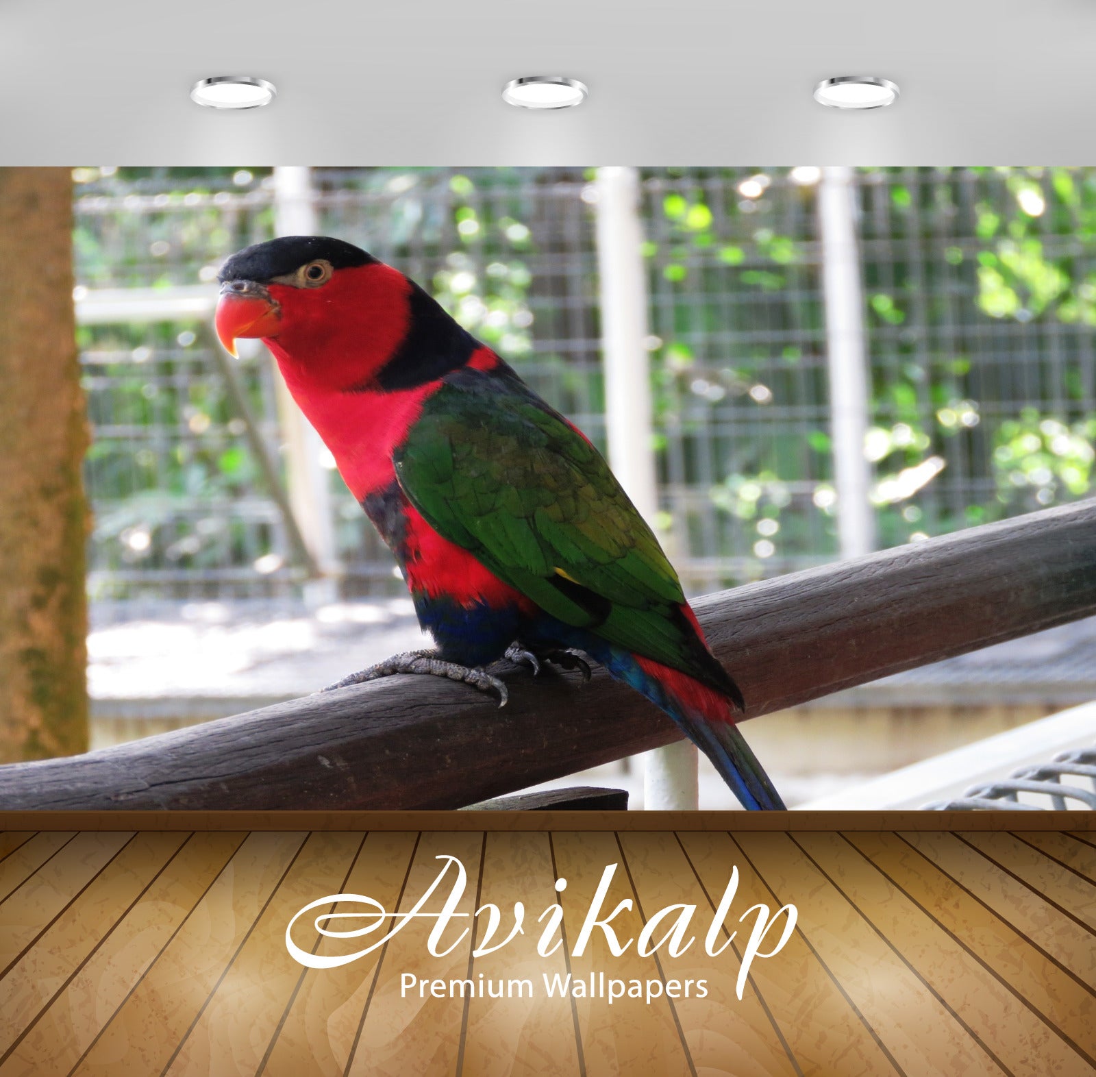 Avikalp Exclusive Premium parrot HD Wallpapers for Living room, Hall, Kids Room, Kitchen, TV Backgro