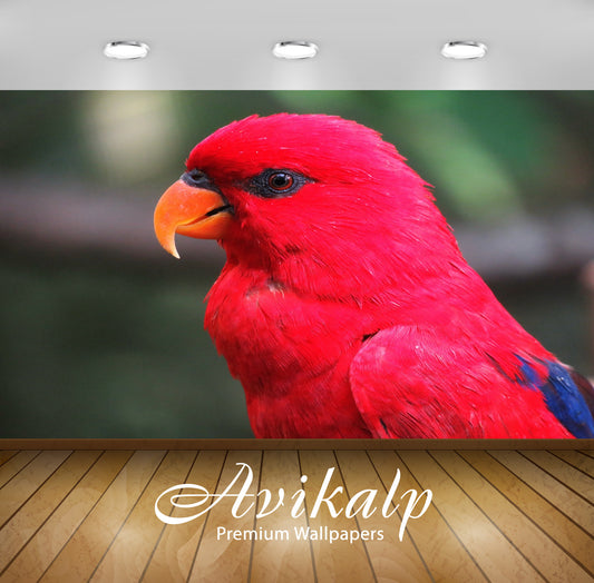 Avikalp Exclusive Premium parrot HD Wallpapers for Living room, Hall, Kids Room, Kitchen, TV Backgro