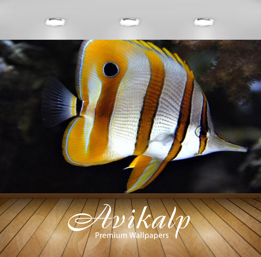 Avikalp Exclusive Awi2522 Copper Banded Butterfly Fish Full HD Wallpapers for Living room, Hall, Kid