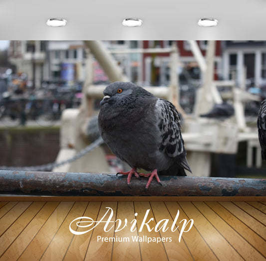 Avikalp Exclusive Premium pigeon HD Wallpapers for Living room, Hall, Kids Room, Kitchen, TV Backgro