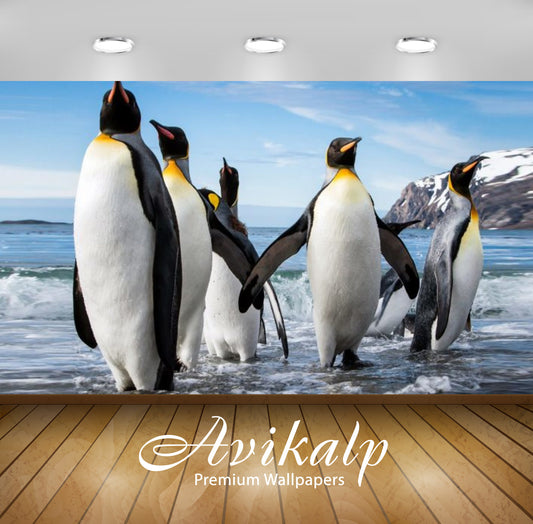 Avikalp Exclusive Awi2591 Emperor Penguin Aptenodytes Forsteri Full HD Wallpapers for Living room, H