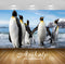 Avikalp Exclusive Awi2591 Emperor Penguin Aptenodytes Forsteri Full HD Wallpapers for Living room, H