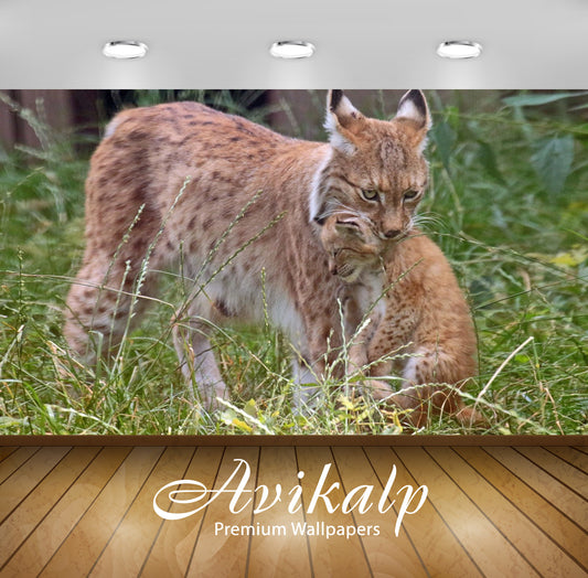 Avikalp Exclusive Awi2595 European Lynx Full HD Wallpapers for Living room, Hall, Kids Room, Kitchen