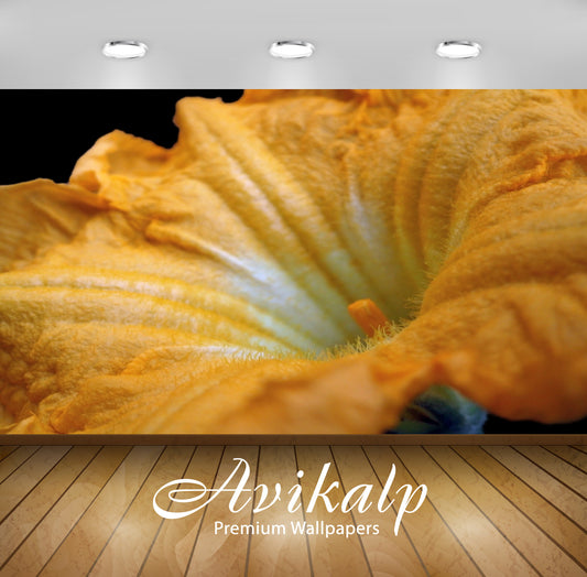 Avikalp Exclusive Premium pumpkin HD Wallpapers for Living room, Hall, Kids Room, Kitchen, TV Backgr