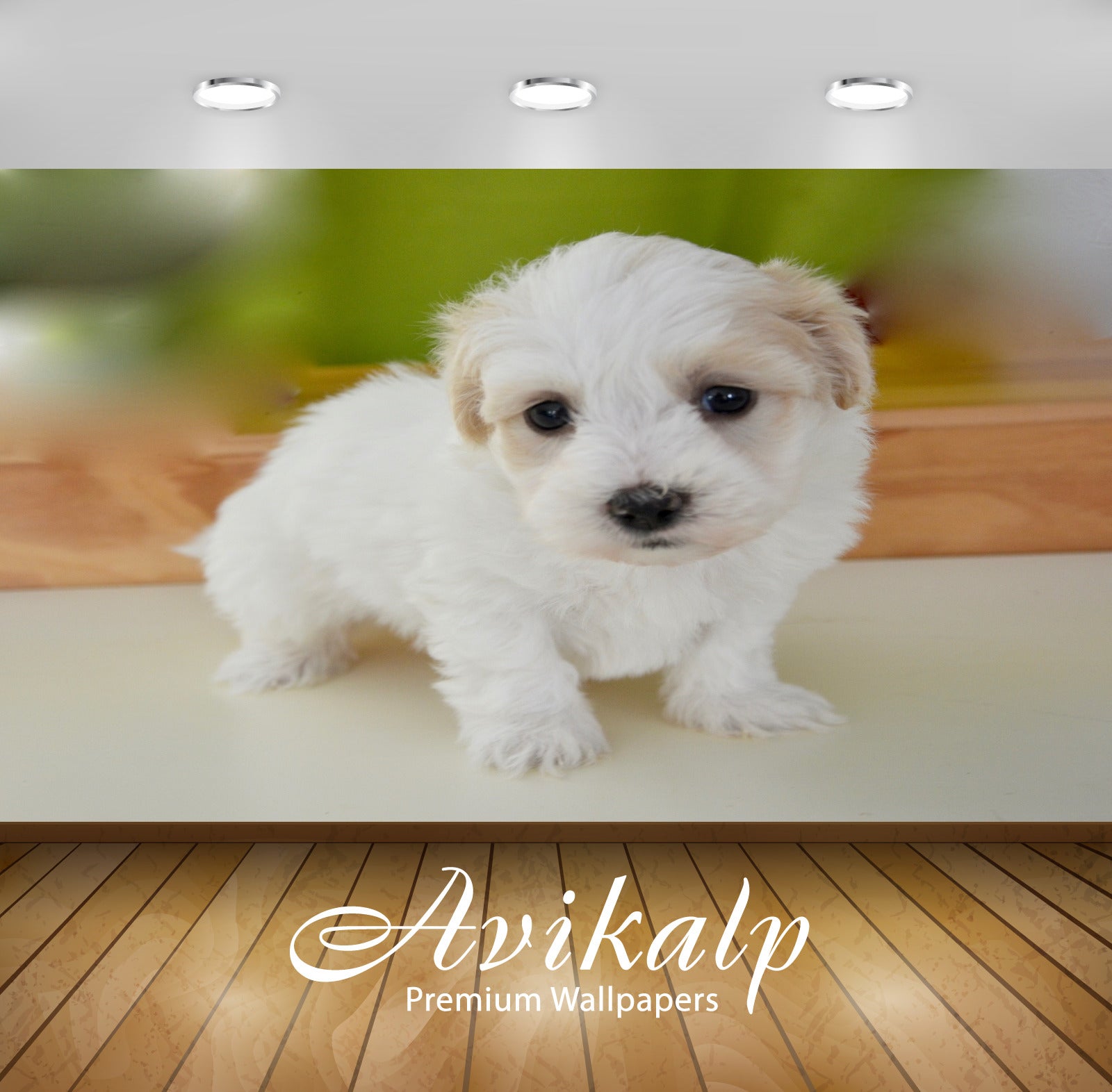 Avikalp Exclusive Premium puppy HD Wallpapers for Living room, Hall, Kids Room, Kitchen, TV Backgrou