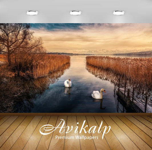 Avikalp Exclusive Awi2769 Lake Reeds Cane Swans Full HD Wallpapers for Living room, Hall, Kids Room,