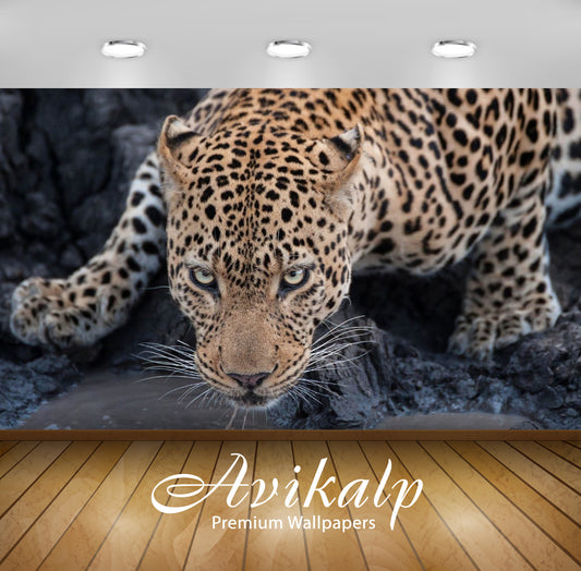 Avikalp Exclusive Awi2788 Leopard Drinking Water Full HD Wallpapers for Living room, Hall, Kids Room