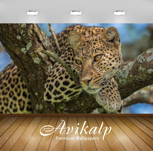 Avikalp Exclusive Awi2789 Leopard Perched On A Tree Monitoring Environment Full HD Wallpapers for Li