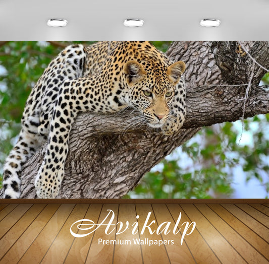 Avikalp Exclusive Awi2790 Leopard Tree Full HD Wallpapers for Living room, Hall, Kids Room, Kitchen,