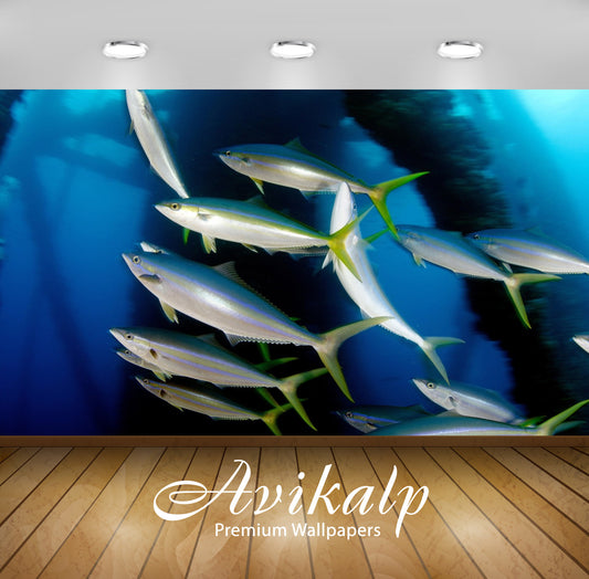 Avikalp Exclusive Awi2899 Pelagic Fish Rainbow Runners Full HD Wallpapers for Living room, Hall, Kid