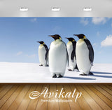 Avikalp Exclusive Awi2900 Penguins Morning Sun Antarctica Full HD Wallpapers for Living room, Hall,