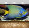 Avikalp Exclusive Awi2929 Queen Angelfish Full HD Wallpapers for Living room, Hall, Kids Room, Kitch