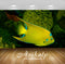 Avikalp Exclusive Awi2930 Queen Angelfish Full HD Wallpapers for Living room, Hall, Kids Room, Kitch