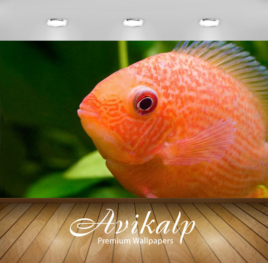 Avikalp Exclusive Awi2936 Red Fish Spotted Severums Comes From Brazil Full HD Wallpapers for Living