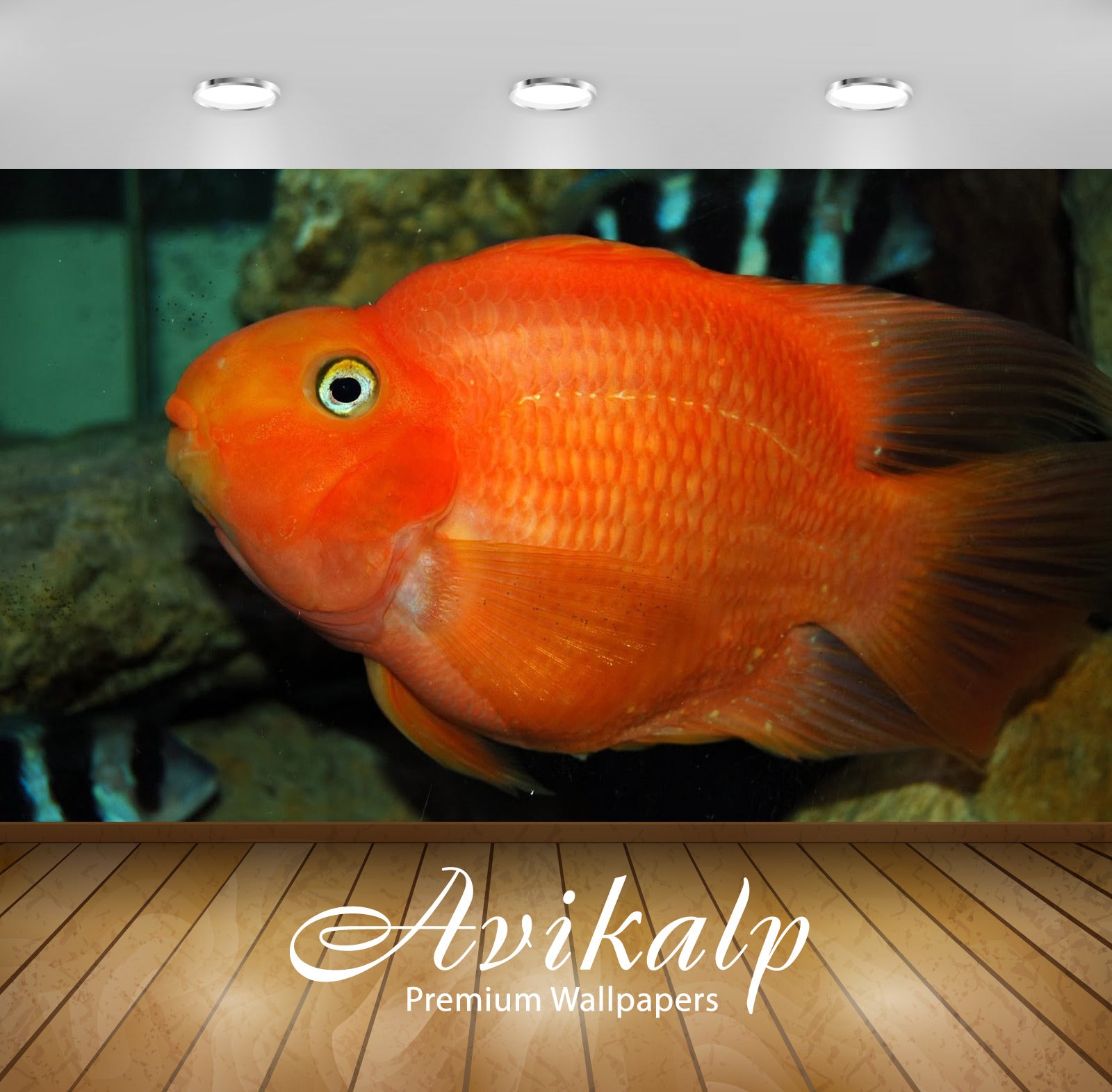 Avikalp Exclusive Awi2938 Red Ikan Parrot Fish Full HD Wallpapers for Living room, Hall, Kids Room,