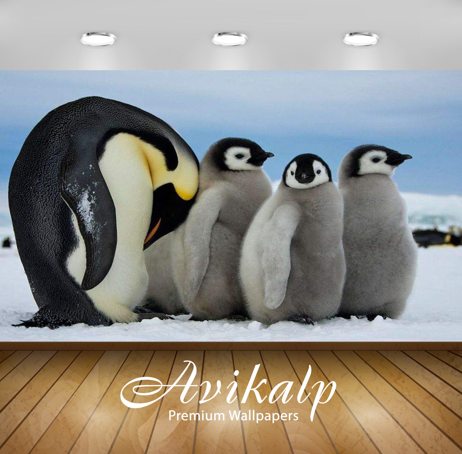 Avikalp Exclusive Awi2964 Royal Penguin Mother And Three Cubs With Gray Fur Full HD Wallpapers for L