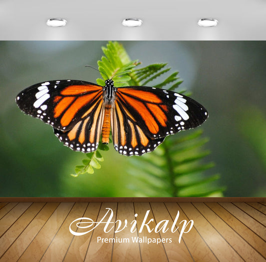 Avikalp Exclusive Awi3057 Striped Tiger Danaus Genutia Butterfly Full HD Wallpapers for Living room,