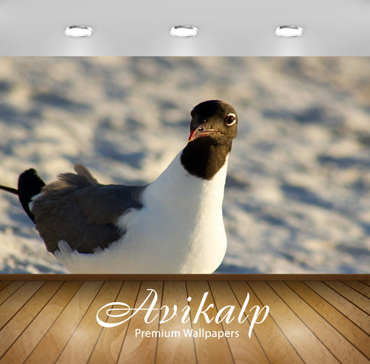 Avikalp Exclusive Premium seagull HD Wallpapers for Living room, Hall, Kids Room, Kitchen, TV Backgr