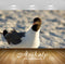 Avikalp Exclusive Premium seagull HD Wallpapers for Living room, Hall, Kids Room, Kitchen, TV Backgr