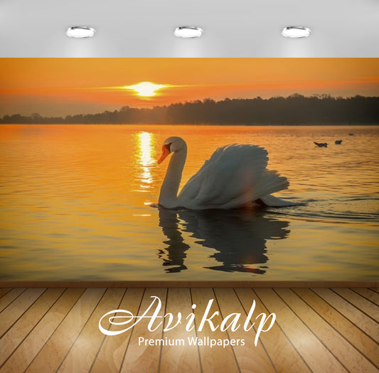 Avikalp Exclusive Awi3115 Swan Bird Lake Beautiful Sunset Full HD Wallpapers for Living room, Hall,