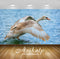 Avikalp Exclusive Awi3117 Swan Takeoff Full HD Wallpapers for Living room, Hall, Kids Room, Kitchen,