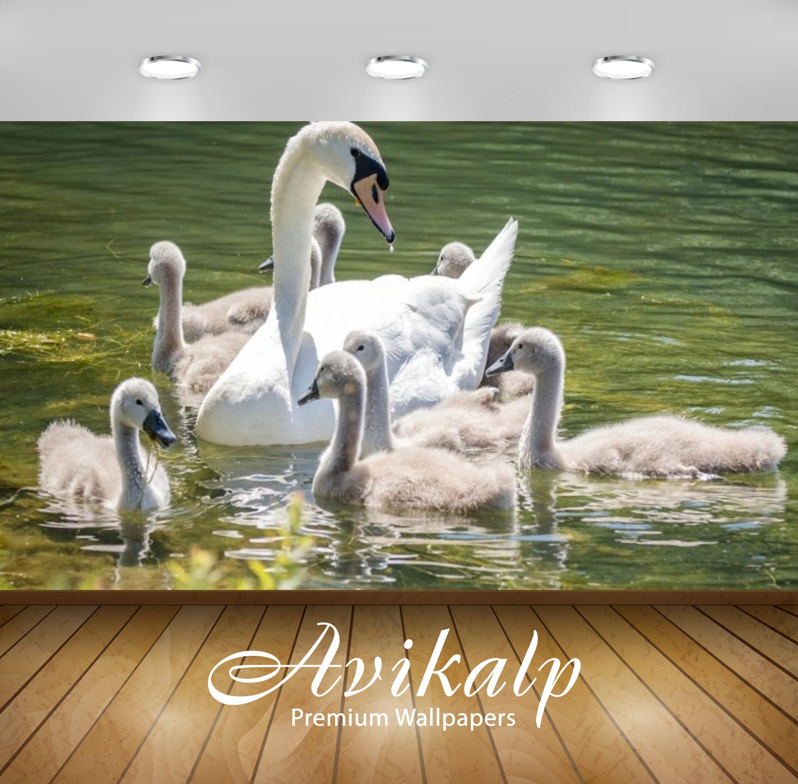 Avikalp Exclusive Awi3119 Swans Family Full HD Wallpapers for Living room, Hall, Kids Room, Kitchen,