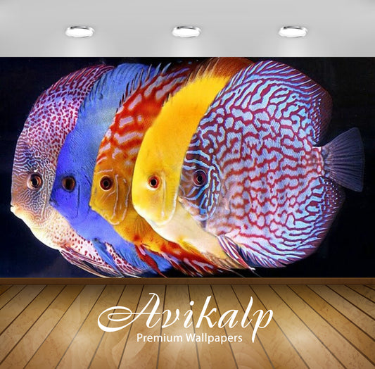 Avikalp Exclusive Awi3121 Symphysodon Discus Tropical Fish Full HD Wallpapers for Living room, Hall,