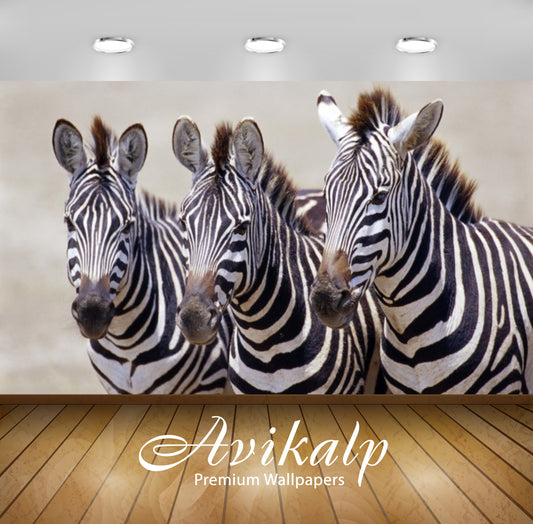 Avikalp Exclusive Awi3146 Three Beautiful Zebras Full HD Wallpapers for Living room, Hall, Kids Room