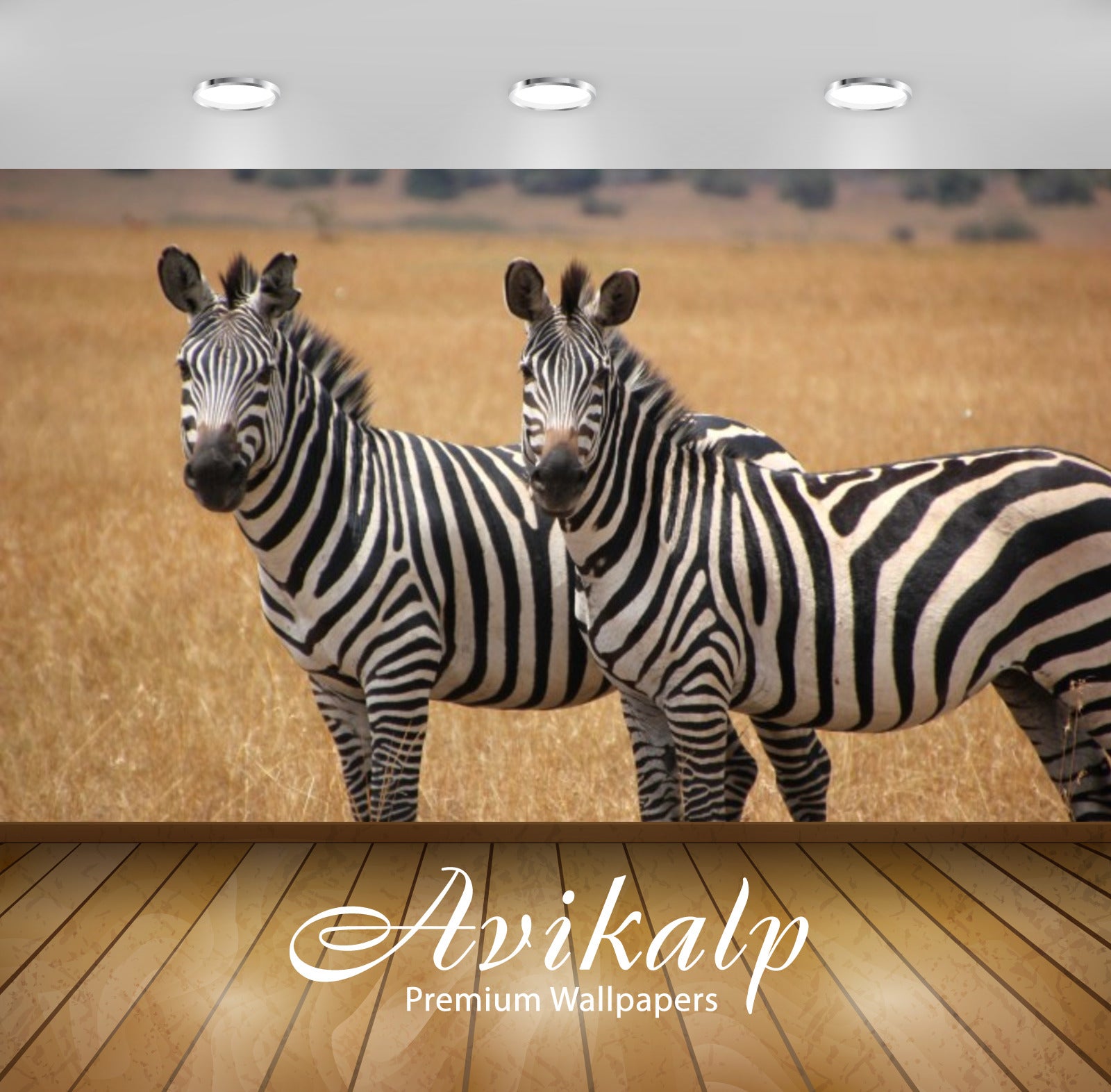 Avikalp Exclusive Awi3169 Two Cute Zebras Animal Full HD Wallpapers for Living room, Hall, Kids Room