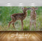 Avikalp Exclusive Awi3170 Two Little Cute Deer Full HD Wallpapers for Living room, Hall, Kids Room,