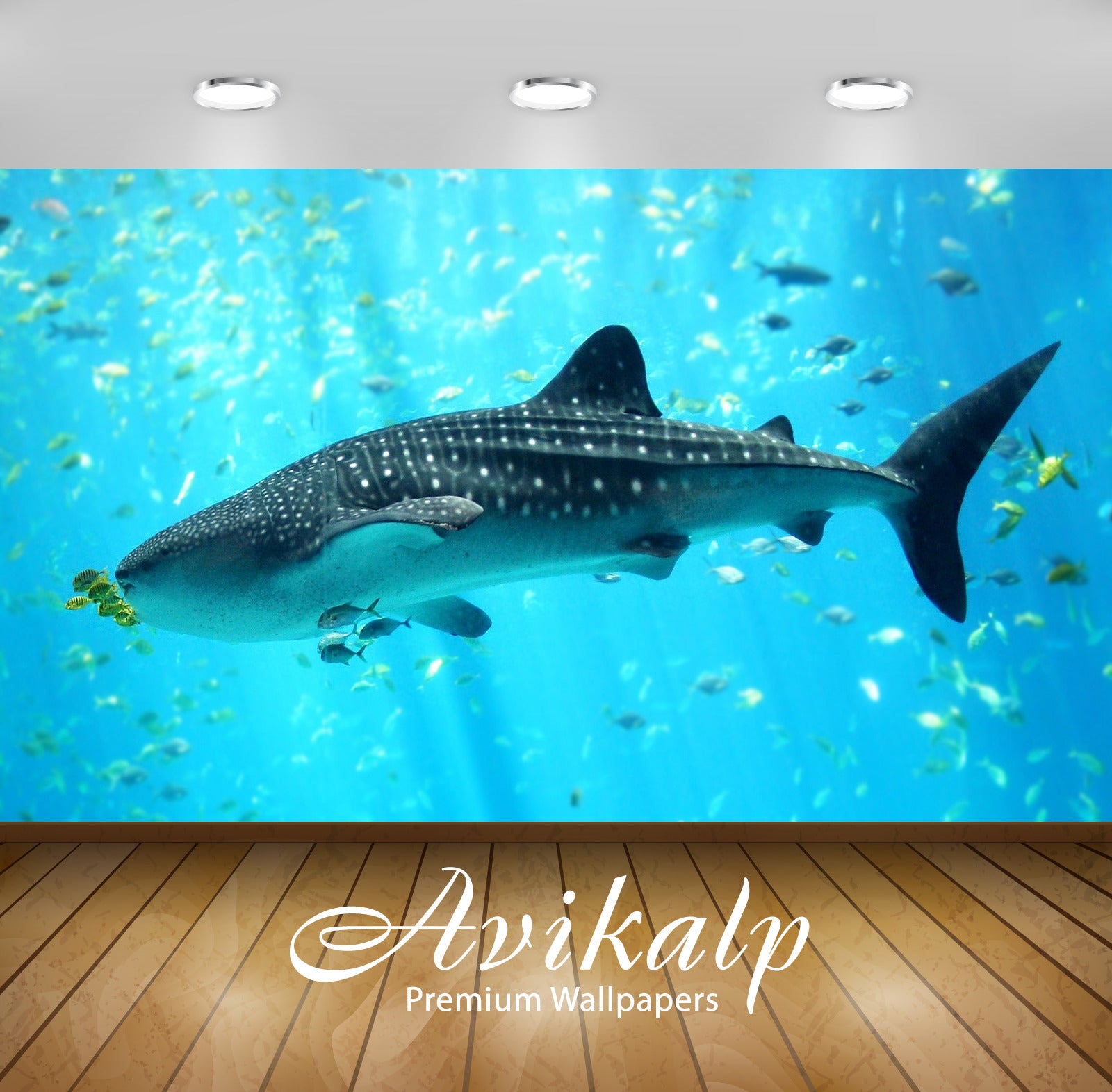 Avikalp Exclusive Awi3200 Whale Shark Full HD Wallpapers for Living room, Hall, Kids Room, Kitchen,