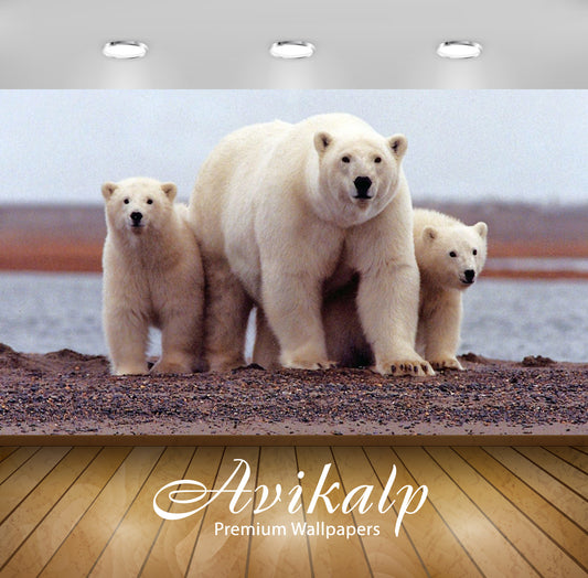 Avikalp Exclusive Awi3210 White Polar Bear With Two Young Bears Grown Full HD Wallpapers for Living