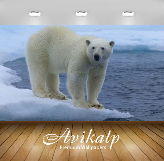 Avikalp Exclusive Awi3211 White Polar Bear Full HD Wallpapers for Living room, Hall, Kids Room, Kitc