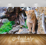 Avikalp Exclusive Awi3234 Young Lioness In A Sitting Position Full HD Wallpapers for Living room, Ha