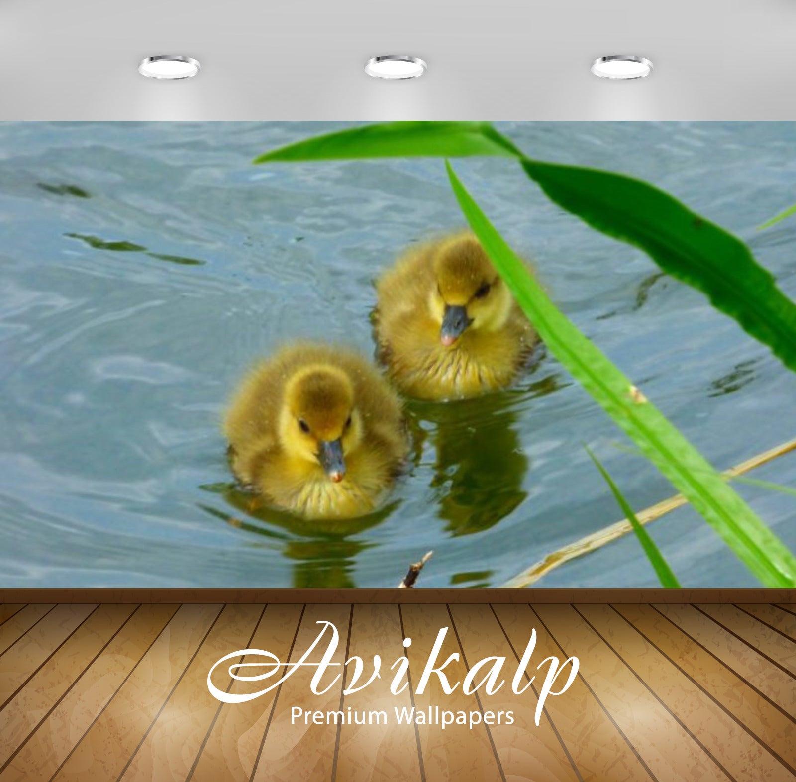 Avikalp Exclusive Awi3235 Young Wild Ducks Swimming In The Water Full HD Wallpapers for Living room,