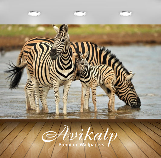 Avikalp Exclusive Awi3236 Zebra Family Drinking Water Full HD Wallpapers for Living room, Hall, Kids