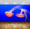 Avikalp Exclusive Awi3245 Jellyfish Animals Ocean Full HD Wallpapers for Living room, Hall, Kids Roo