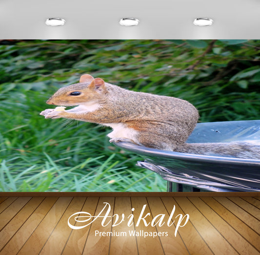 Avikalp Exclusive Premium squirrel HD Wallpapers for Living room, Hall, Kids Room, Kitchen, TV Backg