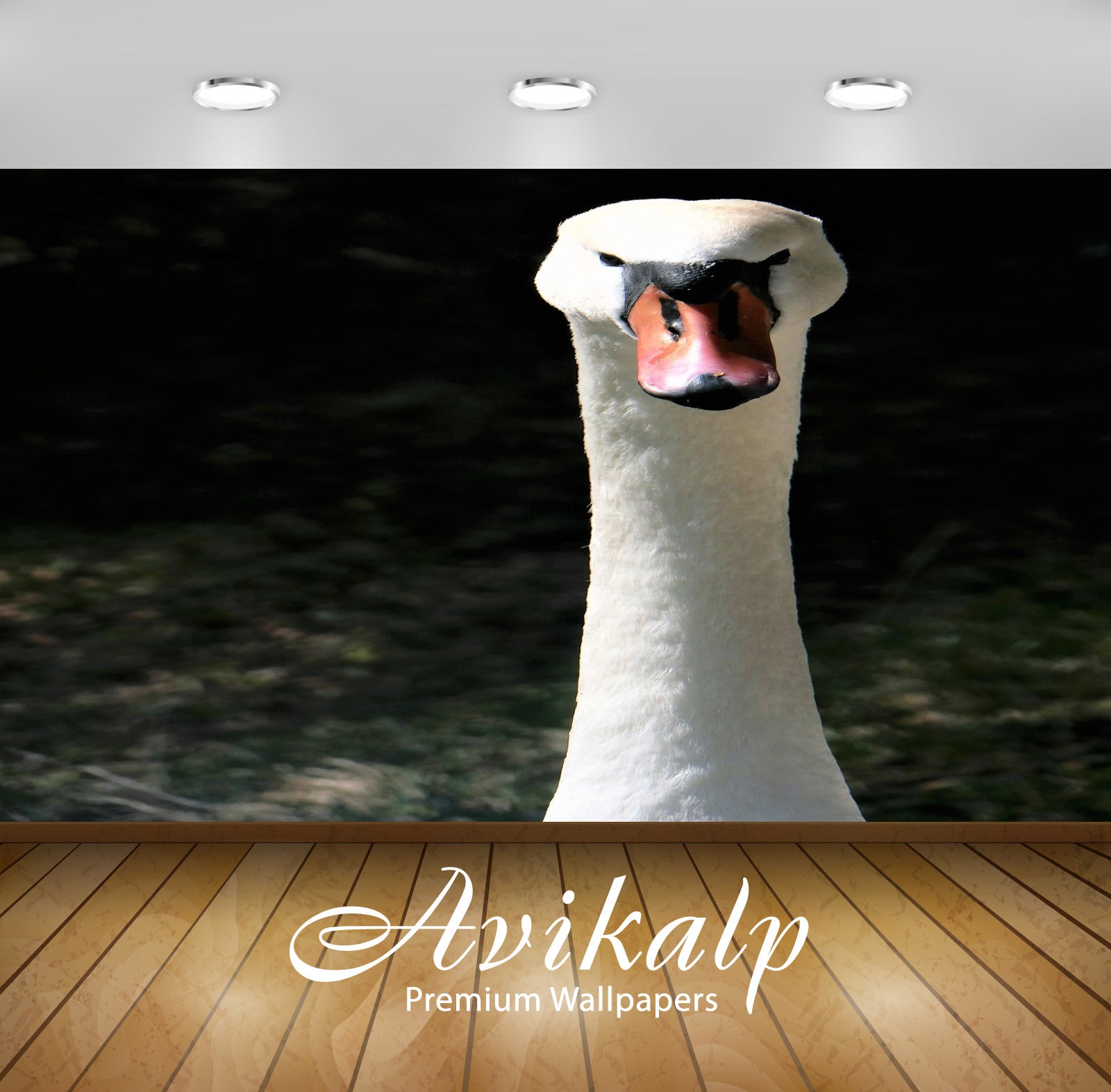 Avikalp Exclusive Premium swan HD Wallpapers for Living room, Hall, Kids Room, Kitchen, TV Backgroun