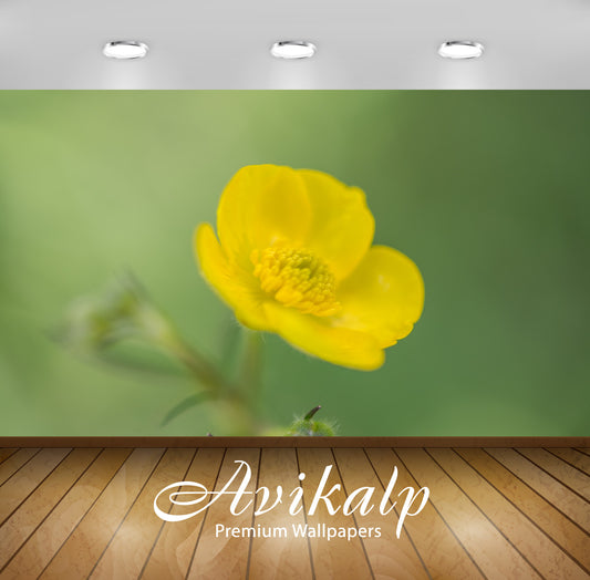 Avikalp Exclusive Premium buttercup HD Wallpapers for Living room, Hall, Kids Room, Kitchen, TV Back